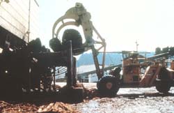 Carrier truck moves logs onto log deck.