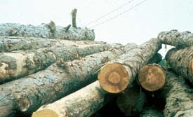 Logs in storage in log yard. Can you spot the potential hazard?